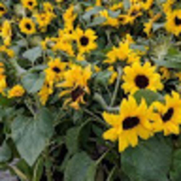 Meet your Posher, Shaina - Picture 1 of 3